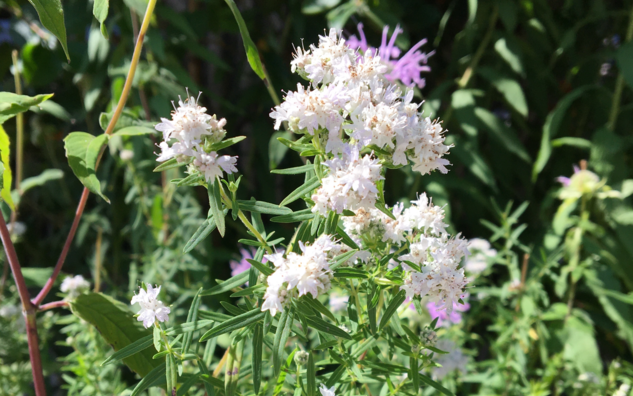 White fluff flowers on tall stem with thorn-like leaves