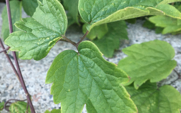 virgins bower, jagged edge tri-leaf plant