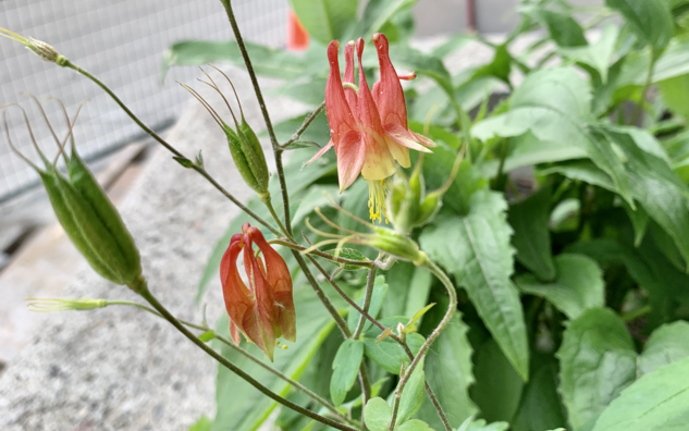 crown shaped red flower