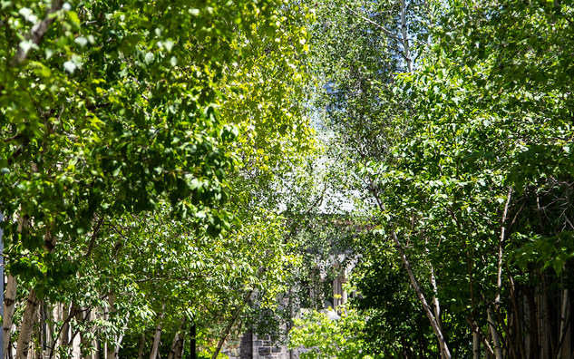 Trees at the University of Toronto along a walkway.