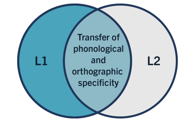 A venn diagram, with the left circle labelled "L1" and the right circle labelled "L2", with the text "Transfer of phonological and orthographic specificity" in the crossover.