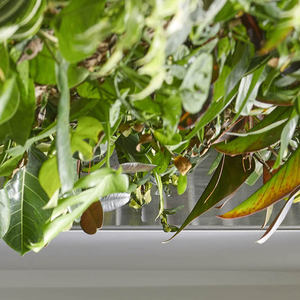 Living wall in the OISE lobby, dropdown view.