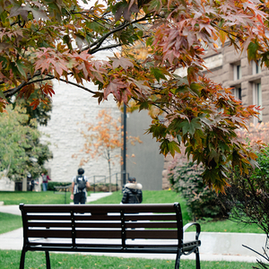 A bench at the St. George U of T campus, with fall leaves surrounding.