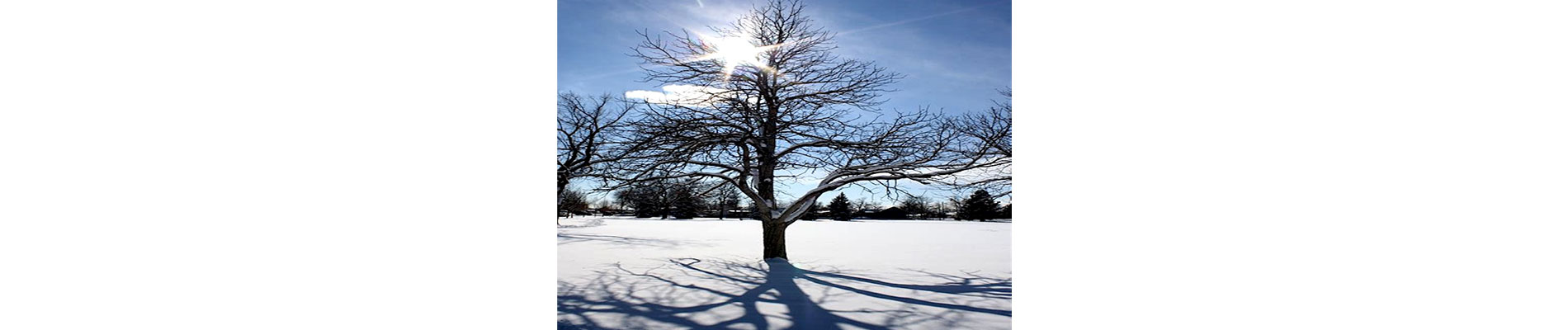 A tree in winter