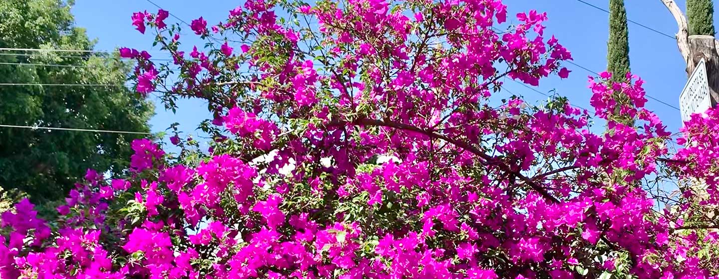 Bougainvilla