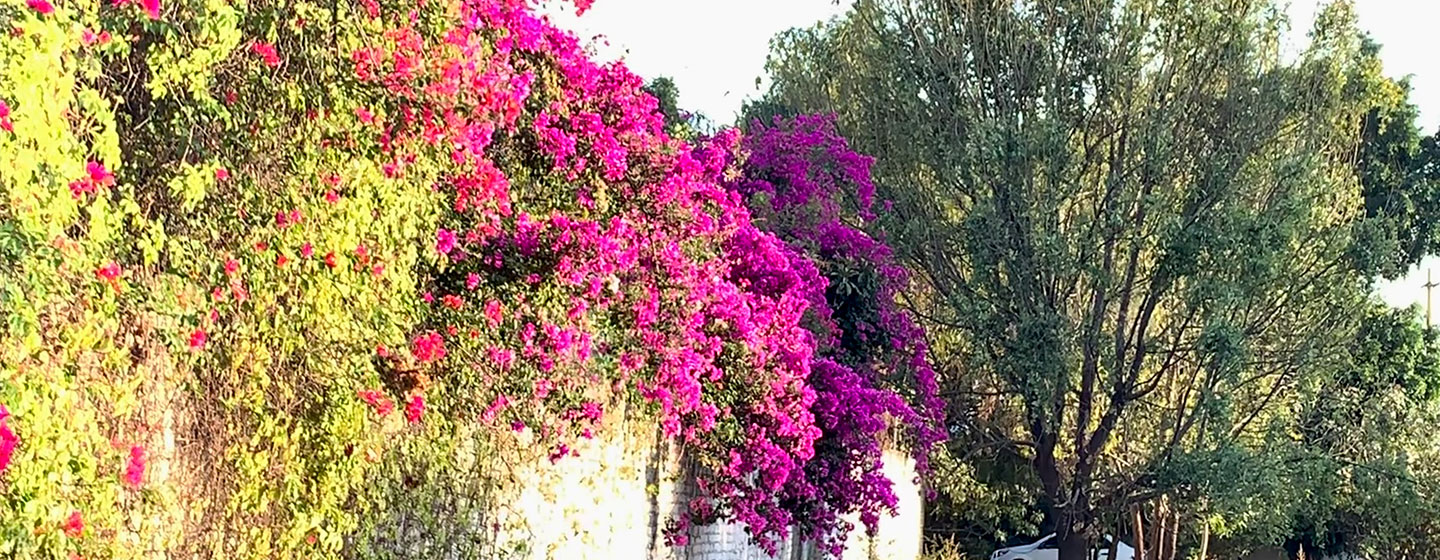 flowers and trees