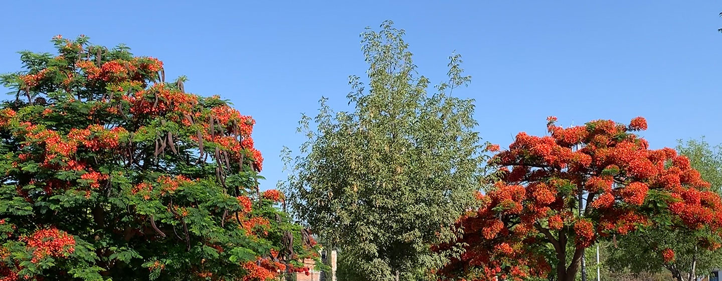 orange flowers