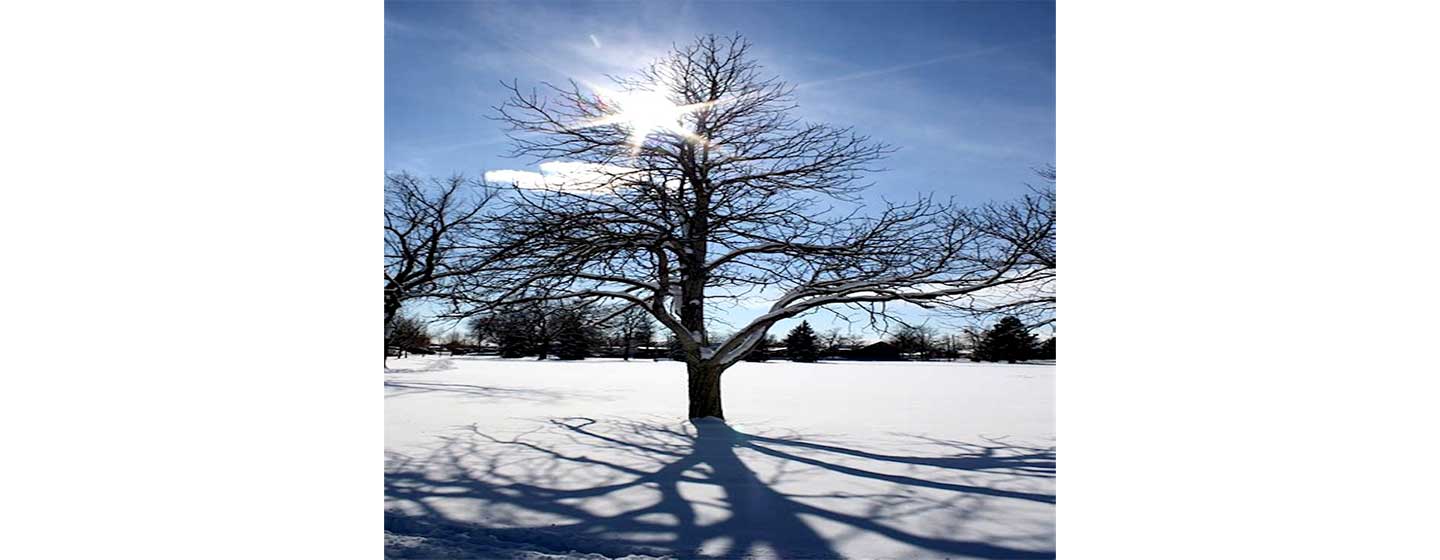 A leafless tree in a snowy field with a shadow of the tree limbs on the snow