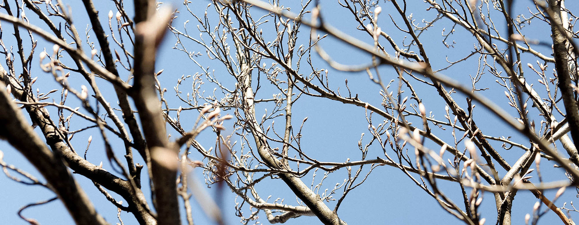 winter tree branches