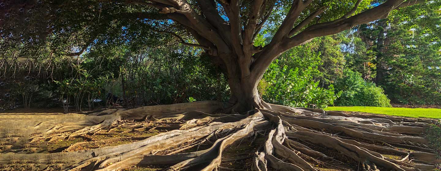 tree with roots above ground