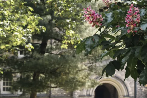 Flowers outside of the University of Toronto campus.