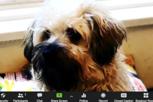 A screen capture of a Zoom call with a dog.