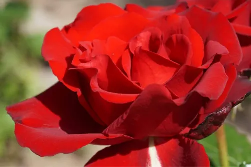 A red flower.