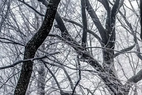 Tree branches covered in snow.