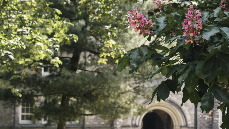 Flowers outside of the University of Toronto campus.